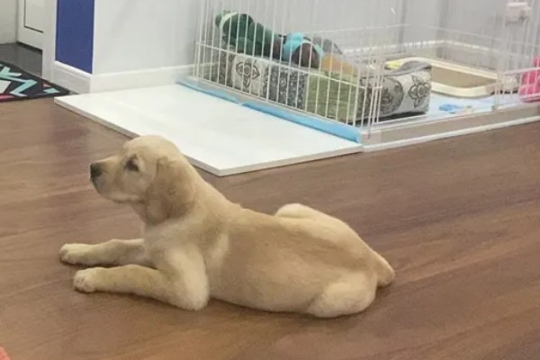 拉布拉多的性格优势，它的性格温顺友好