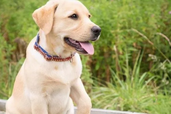 拉布拉多的性格优势，它的性格温顺友好