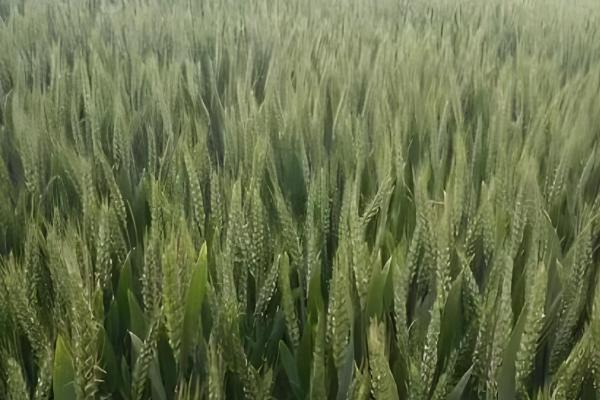 徐麦33和徐麦35的区别是什么，生长周期和特征均不同