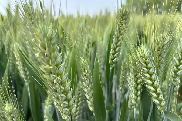 徐麦33和徐麦35的区别是什么，生长周期和特征均不同