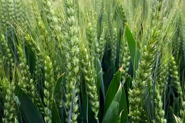 徐麦33和徐麦35的区别是什么，生长周期和特征均不同