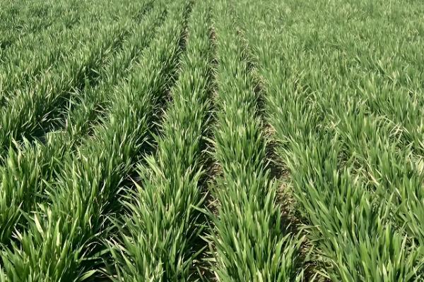 徐麦33和徐麦35的区别是什么，生长周期和特征均不同