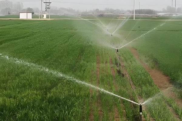 徐麦33和徐麦35的区别是什么，生长周期和特征均不同