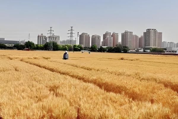 徐麦33和徐麦35的区别是什么，生长周期和特征均不同