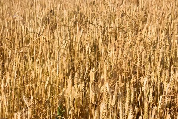 徐麦33和徐麦35的区别是什么，生长周期和特征均不同