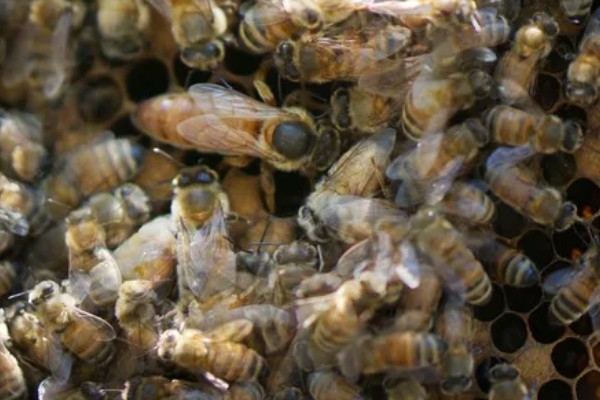 为什么蜂群中要有蜂王,只有蜂王产的卵能培育出新工蜂