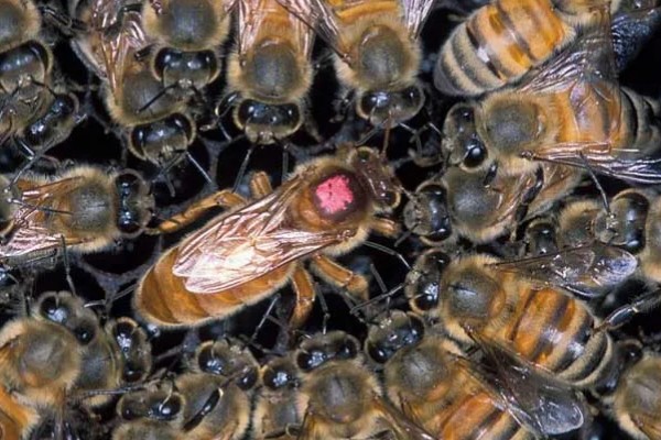 为什么蜂群中要有蜂王,只有蜂王产的卵能培育出新工蜂