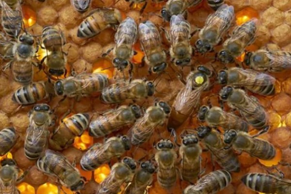 为什么蜂群中要有蜂王,只有蜂王产的卵能培育出新工蜂