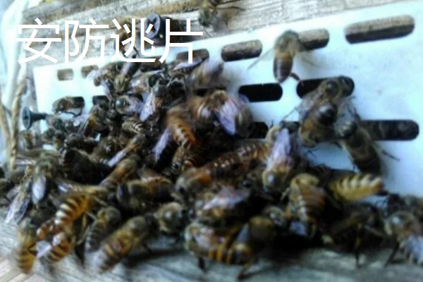 为什么蜂群中要有蜂王,只有蜂王产的卵能培育出新工蜂