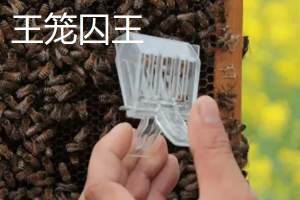为什么蜂群中要有蜂王,只有蜂王产的卵能培育出新工蜂