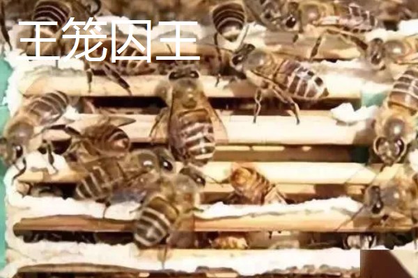 为什么蜂群中要有蜂王,只有蜂王产的卵能培育出新工蜂