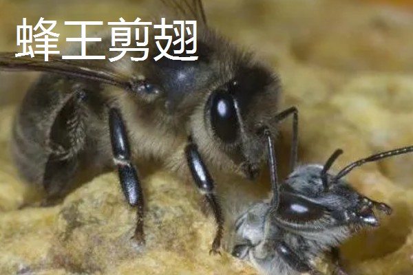 为什么蜂群中要有蜂王,只有蜂王产的卵能培育出新工蜂