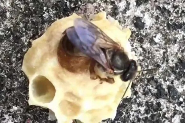 为什么蜂群中要有蜂王,只有蜂王产的卵能培育出新工蜂