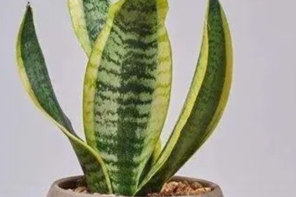 虎皮兰怕不怕晒，虎皮兰不怕晒