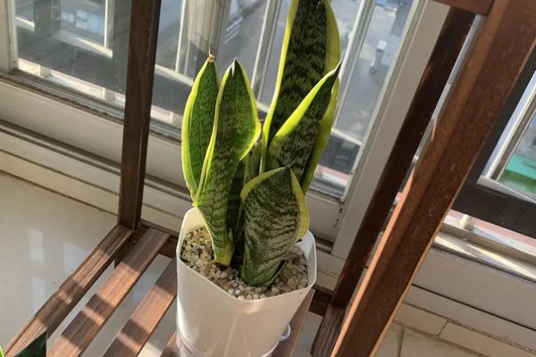 虎皮兰怕不怕晒，虎皮兰不怕晒