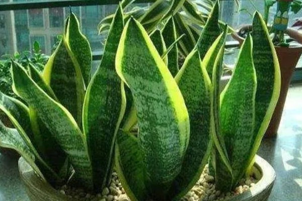 虎皮兰怕不怕晒，虎皮兰不怕晒