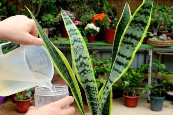 虎皮兰怕不怕晒，虎皮兰不怕晒