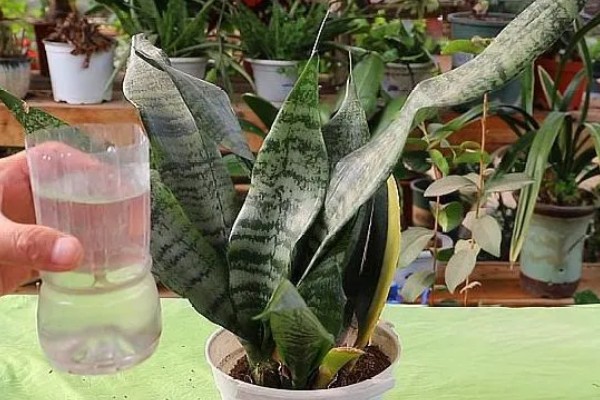 虎皮兰怕不怕晒，虎皮兰不怕晒