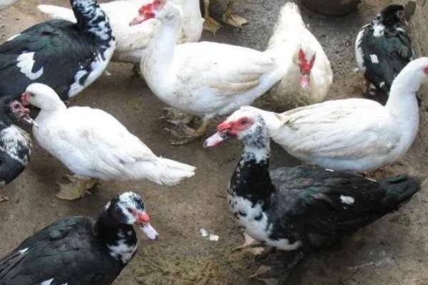 番鸭的养殖方法,雏鸭期的温度控制在30-22℃