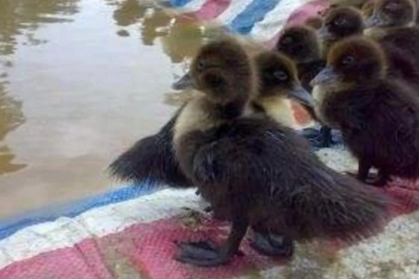 番鸭的养殖方法,雏鸭期的温度控制在30-22℃