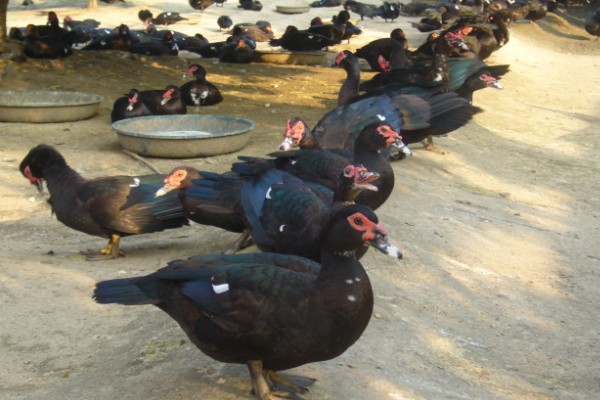 番鸭的养殖方法,雏鸭期的温度控制在30-22℃
