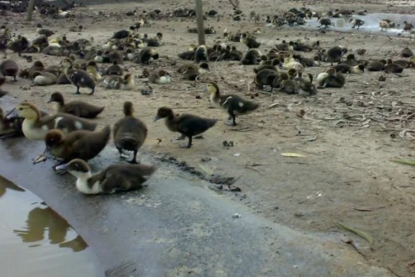 番鸭的养殖方法,雏鸭期的温度控制在30-22℃