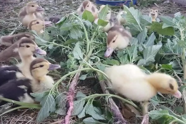 番鸭的养殖方法,雏鸭期的温度控制在30-22℃