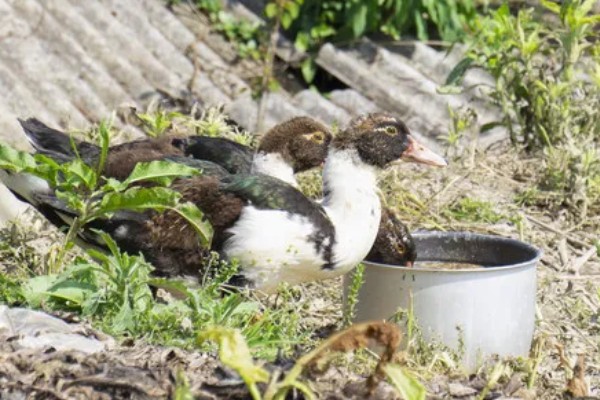 番鸭的养殖方法,雏鸭期的温度控制在30-22℃