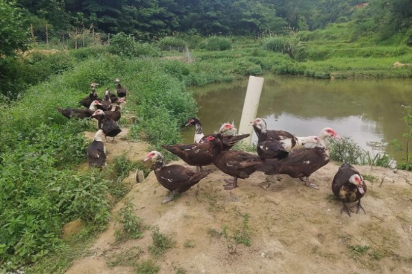 番鸭的养殖方法,雏鸭期的温度控制在30-22℃