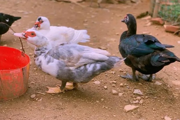 番鸭的养殖方法,雏鸭期的温度控制在30-22℃