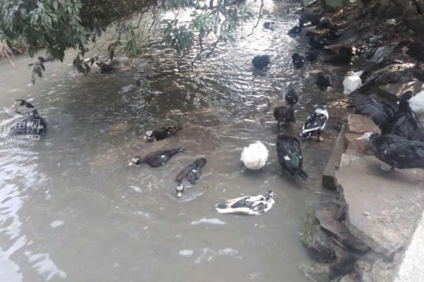 番鸭的养殖方法,雏鸭期的温度控制在30-22℃