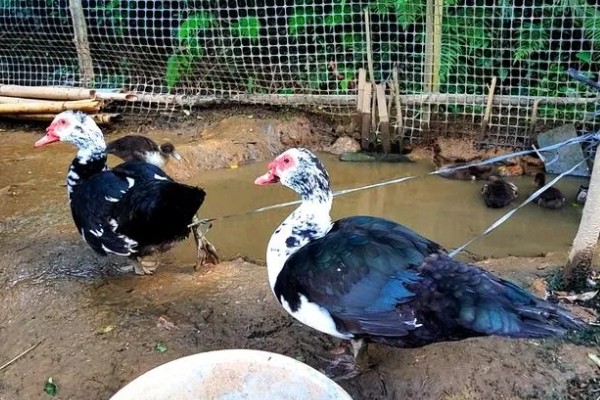 番鸭的养殖方法,雏鸭期的温度控制在30-22℃