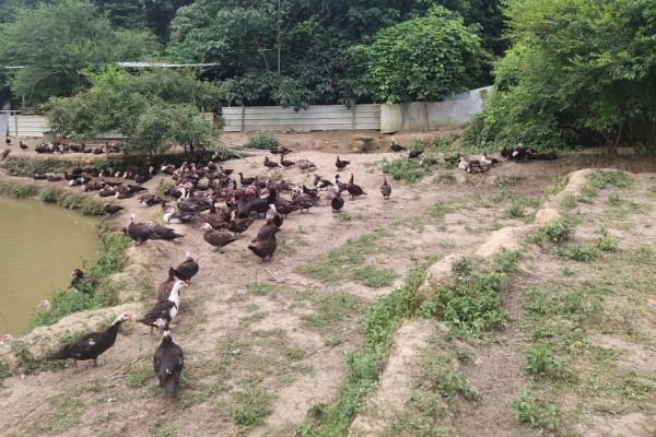 番鸭的养殖方法,雏鸭期的温度控制在30-22℃