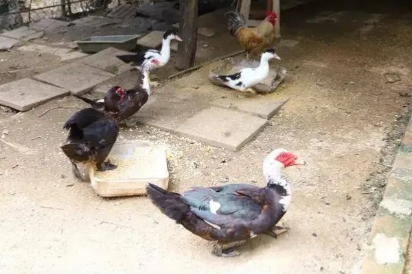 番鸭的养殖方法,雏鸭期的温度控制在30-22℃