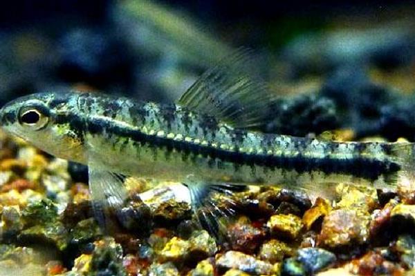 一线跳鲈好不好养，饲养的过程有些困难