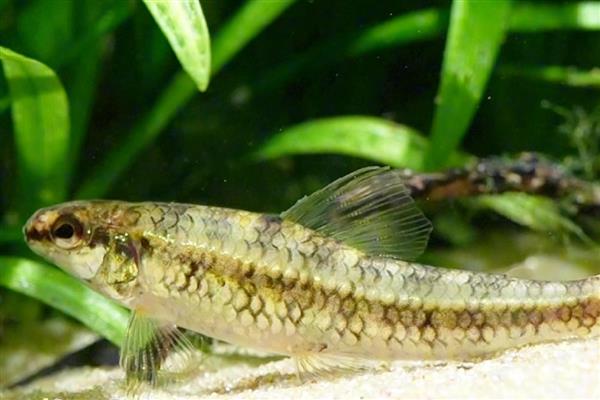 一线跳鲈好不好养，饲养的过程有些困难