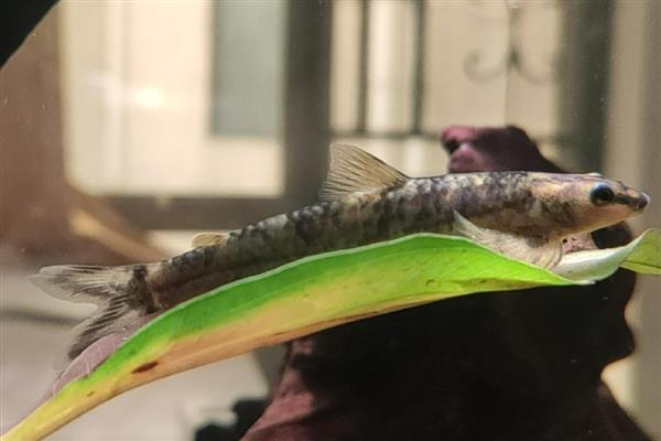 一线跳鲈好不好养，饲养的过程有些困难