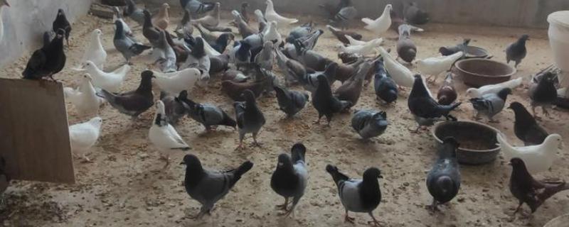 鸽子翅膀下垂的原因，缺素、患病都会导致