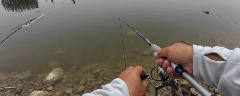 谷麦钓法介绍,目标鱼主要是鲫鱼、鲤鱼等