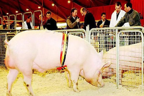 怎么估算毛猪的重量,按以下公式计算