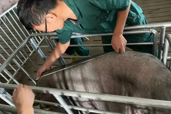 怎么估算毛猪的重量,按以下公式计算