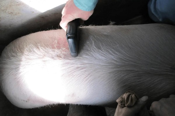 怎么估算毛猪的重量,按以下公式计算