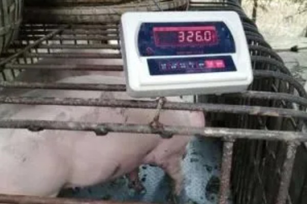 怎么估算毛猪的重量,按以下公式计算