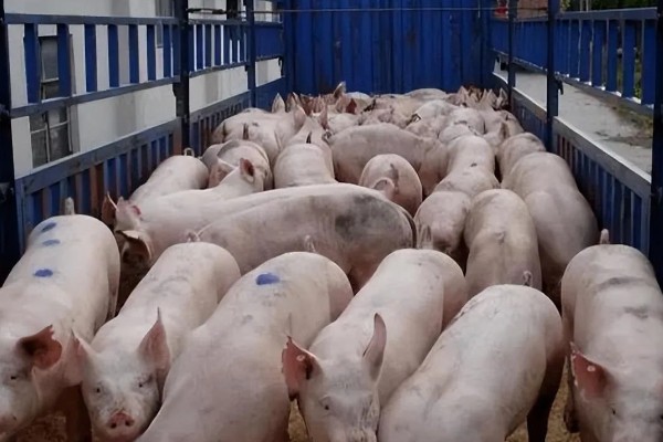 怎么估算毛猪的重量,按以下公式计算