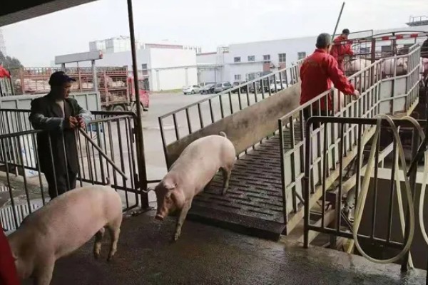 怎么估算毛猪的重量,按以下公式计算