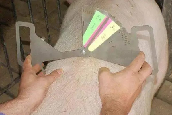 怎么估算毛猪的重量,按以下公式计算