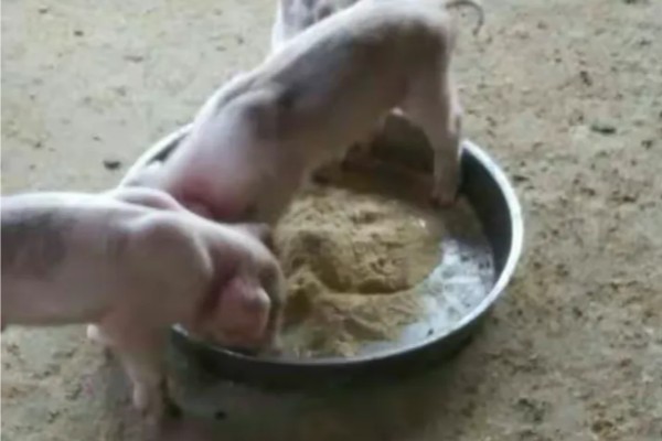 仔猪能不能吃米糠，含有粗纤维和维生素可以饲喂
