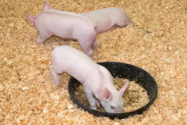 仔猪能不能吃米糠，含有粗纤维和维生素可以饲喂