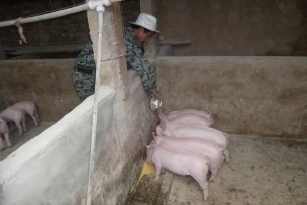 仔猪能不能吃米糠，含有粗纤维和维生素可以饲喂