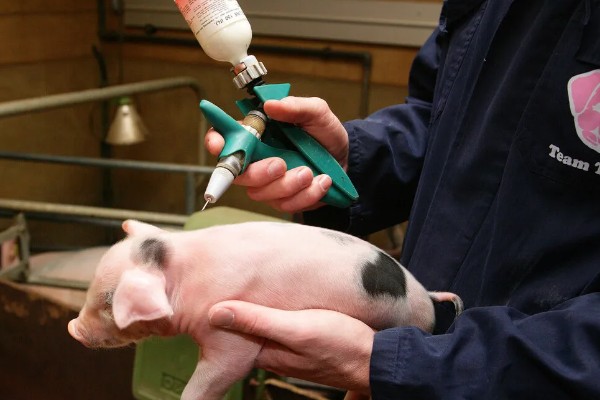 仔猪能不能吃米糠，含有粗纤维和维生素可以饲喂